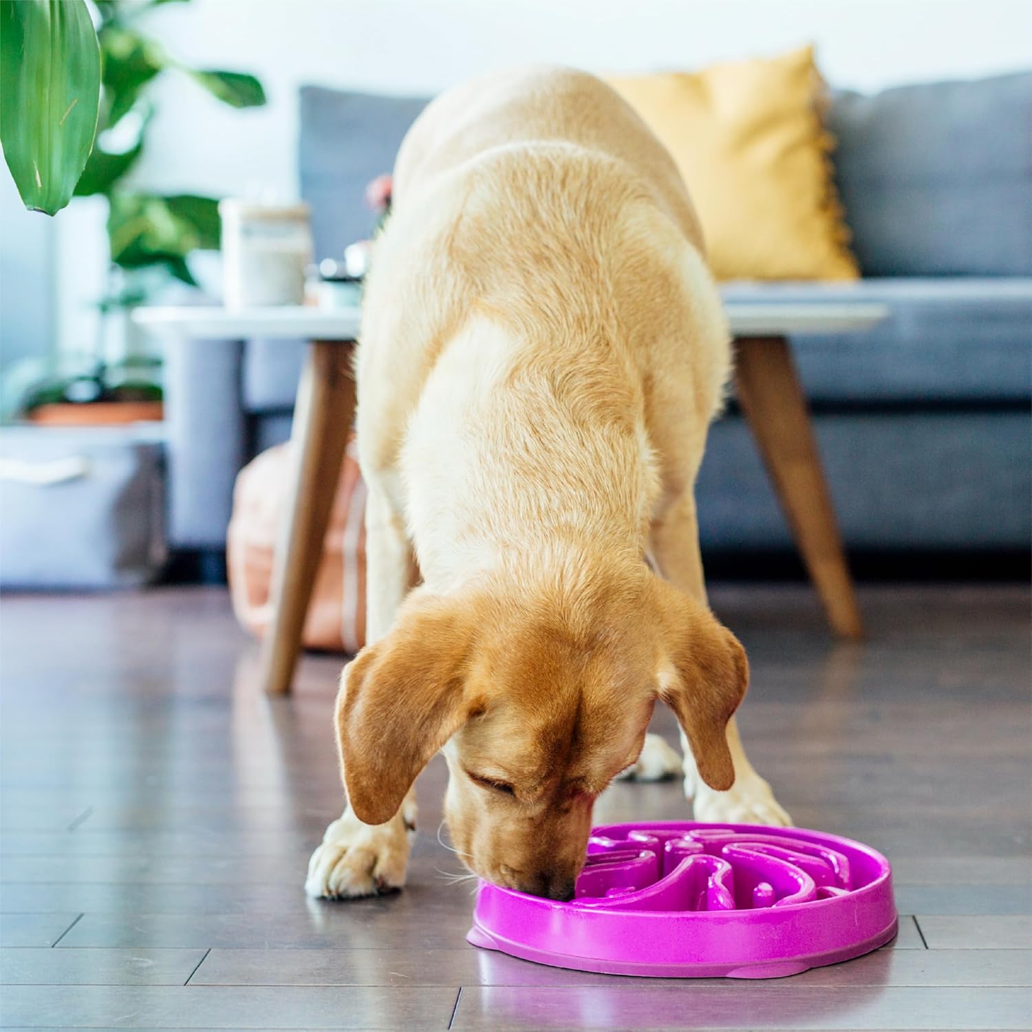 Outward Hound Fun Feeder Slo Bowl – Large 4‑Cup Capacity,Slow Feeding,Medium to Large Dogs,Non‑Slip,Orange,Swirl Pattern,(Pack of 6)