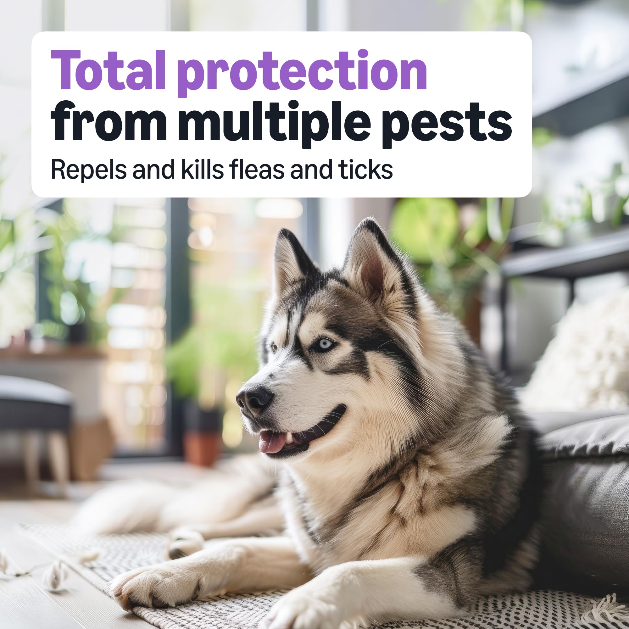 Amazon Basics Flea and Tick Topical Treatment and Prevention for Large Dogs (45-88 lbs), Fast Acting and Long Lasting, Tick Prevention, 6 Count, Packaging May Vary