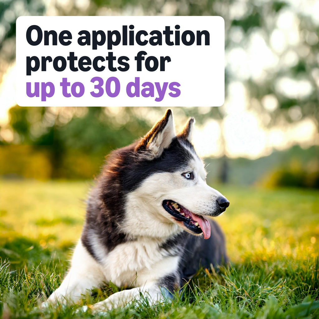 Amazon Basics Flea and Tick Topical Treatment and Prevention for Large Dogs (45-88 lbs), Fast Acting and Long Lasting, Tick Prevention, 6 Count, Packaging May Vary