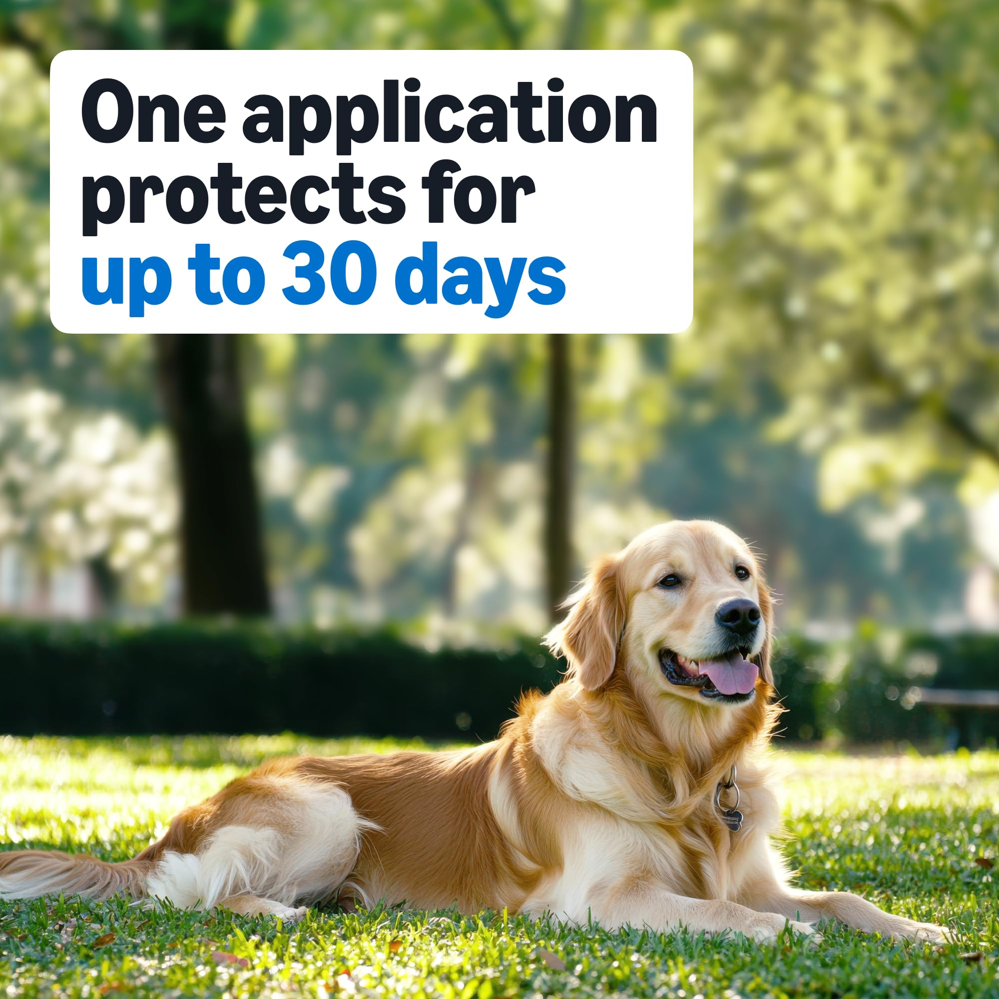 Amazon Basics Preventative Flea and Tick Topical Treatment for Medium Dogs (23-44 lbs), Up to 30 Days Protection, Fast Acting, 6 Counts, Packaging May Vary