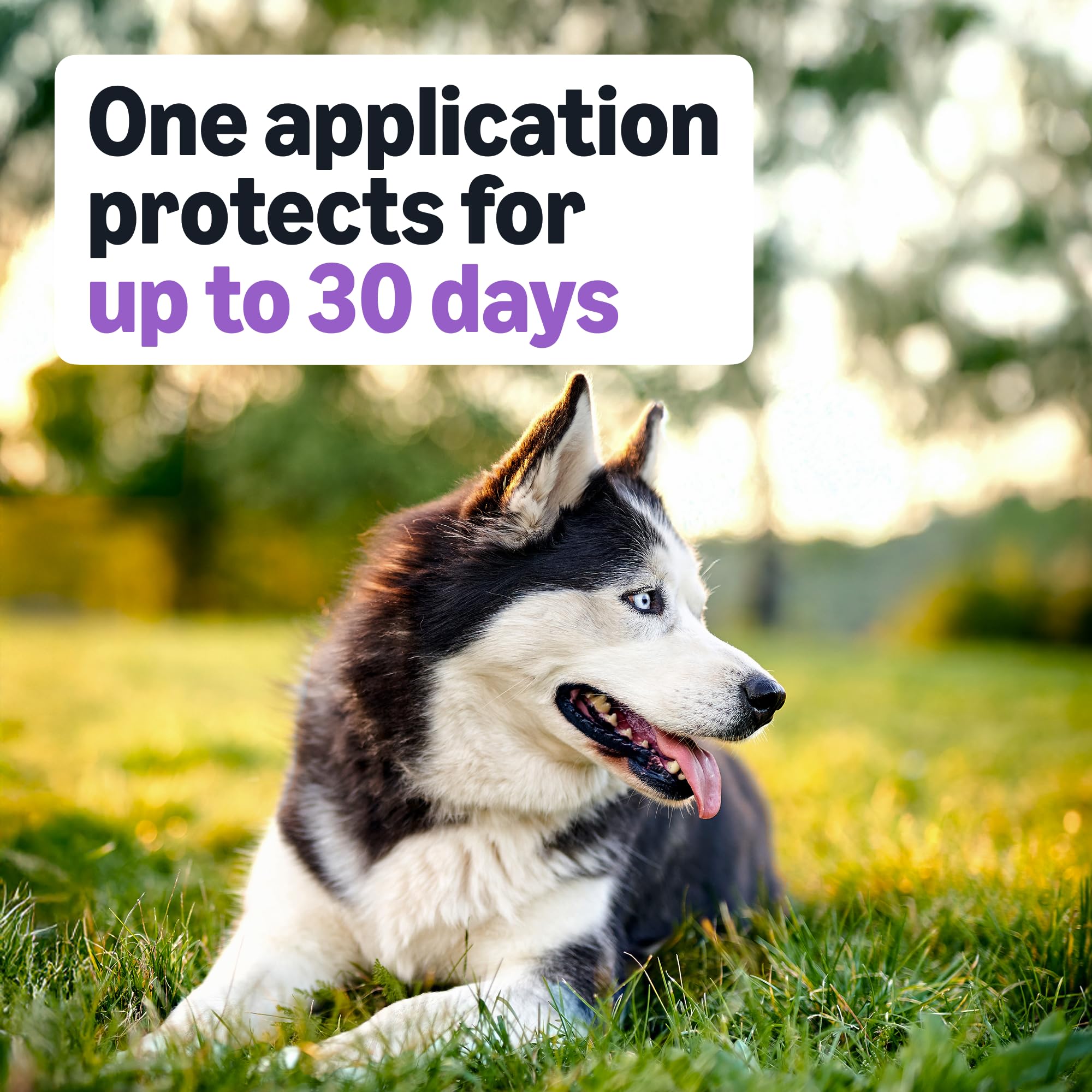 Amazon Basics Flea and Tick Topical Treatment and Prevention for Large Dogs (45-88 lbs), Fast Acting and Long Lasting, Tick Prevention, 6 Count, Packaging May Vary